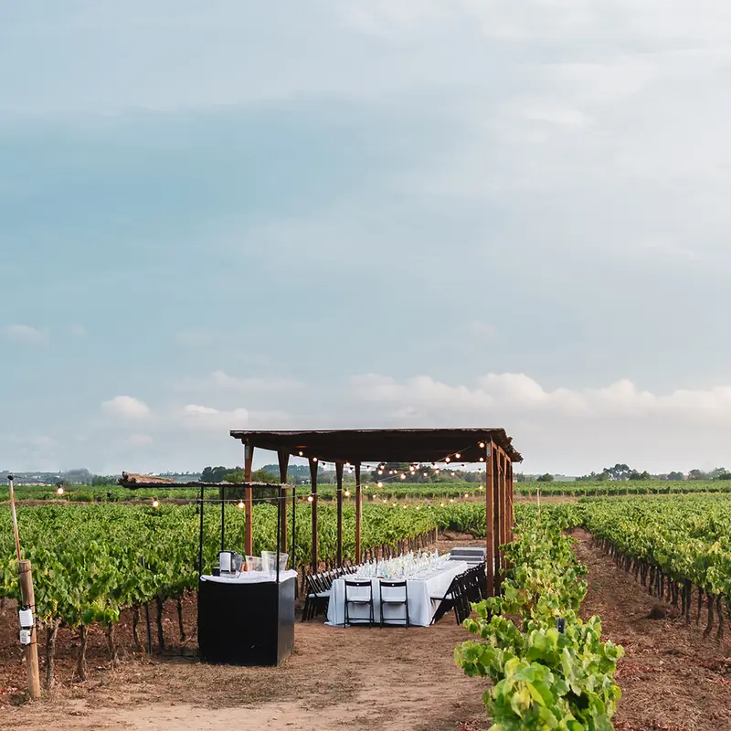 Bodega entre viñas