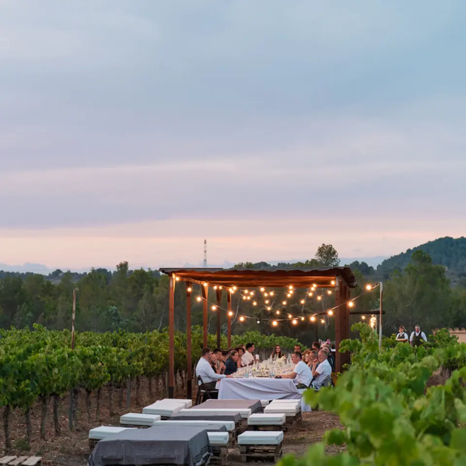 The Vineyard Dream Feast