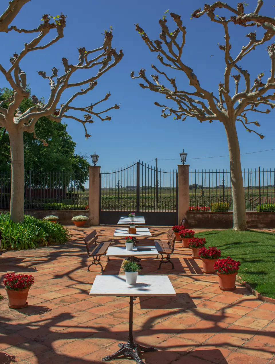 Tiled patio with white tables, red flower pots and bare plane trees under a blue sky